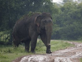 Британское правительство официально запретило содержать слонов в качестве домашних животных