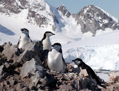 Антарктические пингвины — одни из 1224 видов животных, населяющих Южные Оркнейские острова и прилегающие к ним области (фото с сайта Flickr.com)