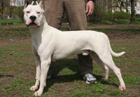 Dogo Argentino        