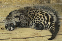   (Civettictis civetta)