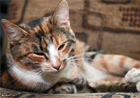 Диагностика и лечение новообразований молочных желез у собак и кошек