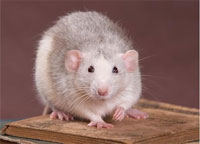 Основные виды мышей