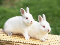 Декоративные породы кроликов 