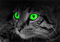 Почему у кошек в темноте светятся глаза 